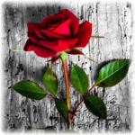 Flower Jigsaw Puzzle