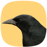 Melro Selvagem