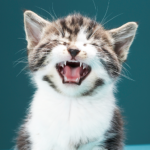 Cats Sounds