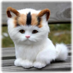 Jigsaw puzzle – cute cats