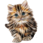 Cat breeds – Photos