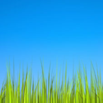 Grass Live Wallpaper