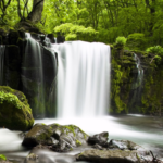 Relax Forest – Nature sounds: sleep & meditation